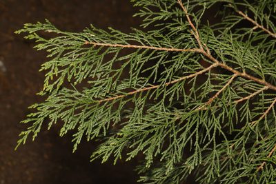Chamaecyparis lawsoniana, photographed by Stephen James McWilliam
