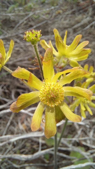 Knowltonia cordata, photographed by kevin koen
