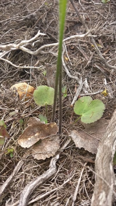 Knowltonia cordata, photographed by kevin koen
