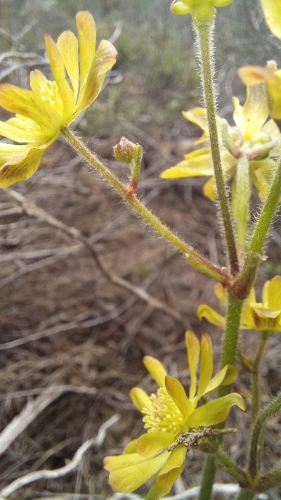 Knowltonia cordata, photographed by kevin koen