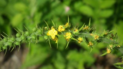 Agrimonia bracteata, photographed by Shaun Swanepoel