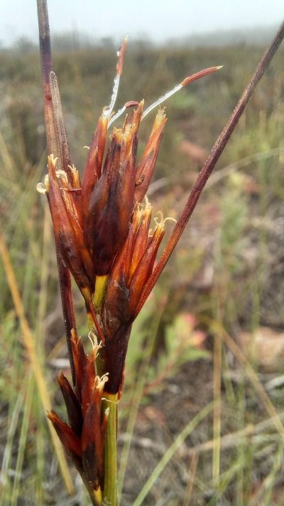 Schoenus megacarpus, photographed by kevin koen