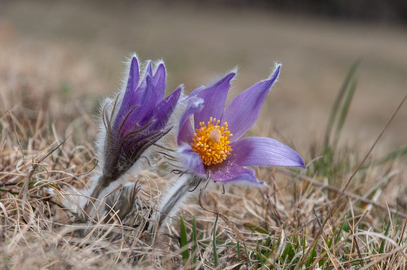 Pulsatilla halleri, photographed by Lorenzo Martin