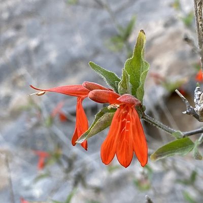Dianthera candicans, photographed by Sue Carnahan