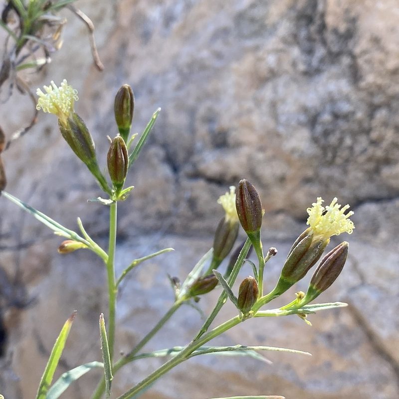 Porophyllum pausodynum, photographed by Sue Carnahan