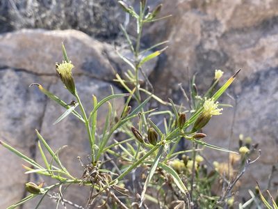 Porophyllum pausodynum, photographed by Sue Carnahan