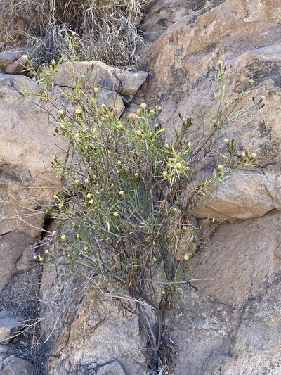 Porophyllum pausodynum, photographed by Sue Carnahan