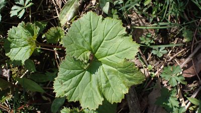 Arnoglossum reniforme, photographed by John Abrams