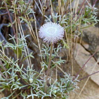 Hofmeisteria crassifolia, photographed by Sue Carnahan
