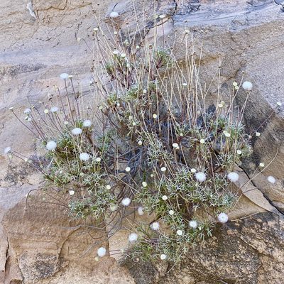 Hofmeisteria crassifolia, photographed by Sue Carnahan