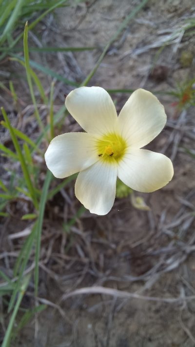 Oxalis orthopoda, photographed by kevin koen