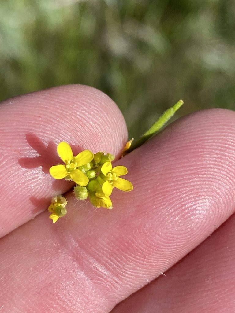 Erucastrum griquense, photographed by Dave U