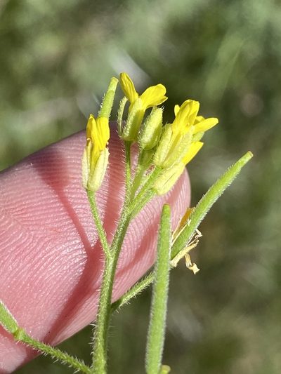 Erucastrum griquense, photographed by Dave U