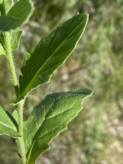 Erucastrum griquense, photographed by Dave U