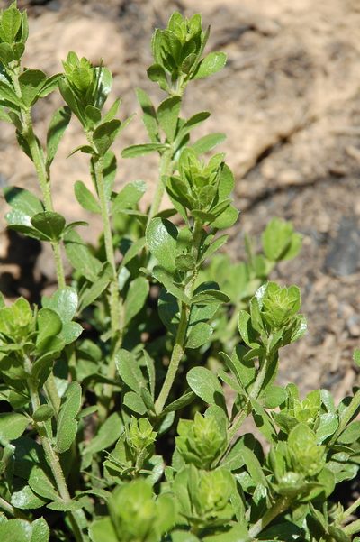 Psoralea lucens, photographed by Charles Stirton