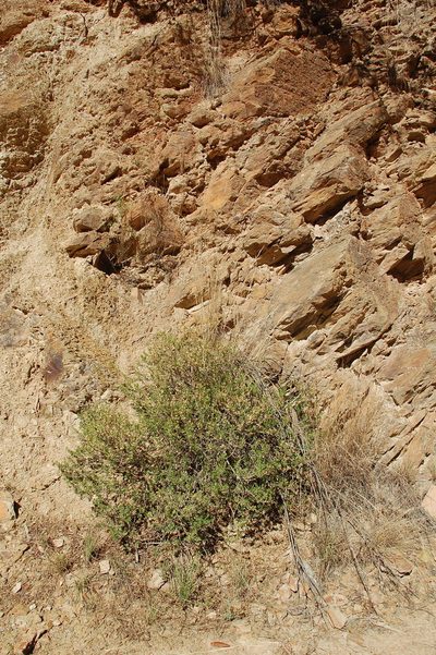 Psoralea lucens, photographed by Charles Stirton