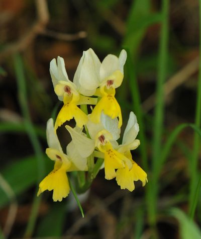 Orchis pauciflora, photographed by Todd Boland