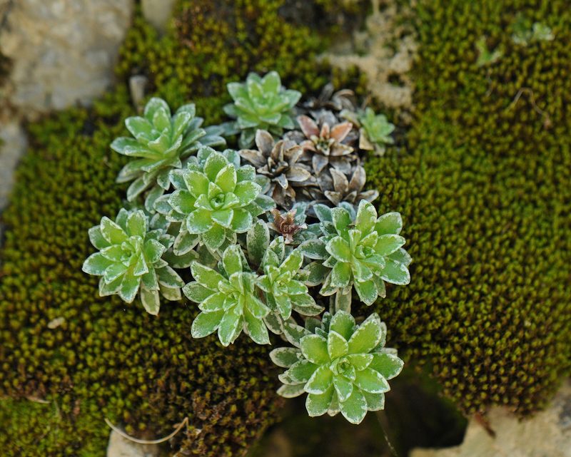 Saxifraga marginata, photographed by Todd Boland