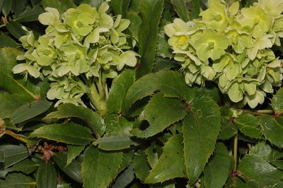 Helleborus lividus, photographed by Stephen James McWilliam