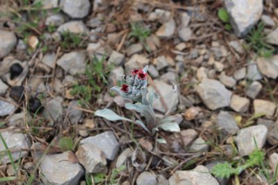 Pardoglossum cheirifolium, photographed by Bastien Alegot
