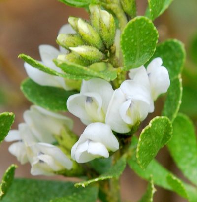 Psoralea lucens, photographed by Charles Stirton