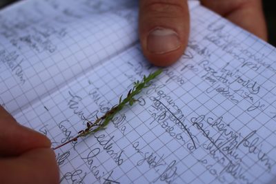 Lysimachia linum-stellatum, photographed by Bastien Alegot