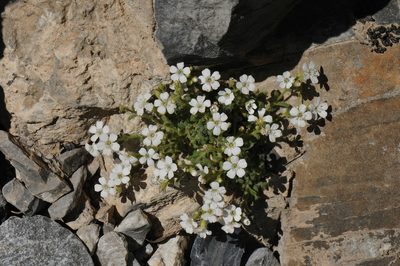 Heliosperma intonsum, photographed by Todd Boland