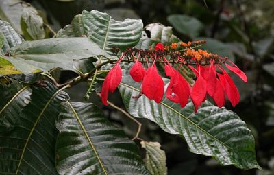 Warszewiczia coccinea, photographed by desertnaturalist