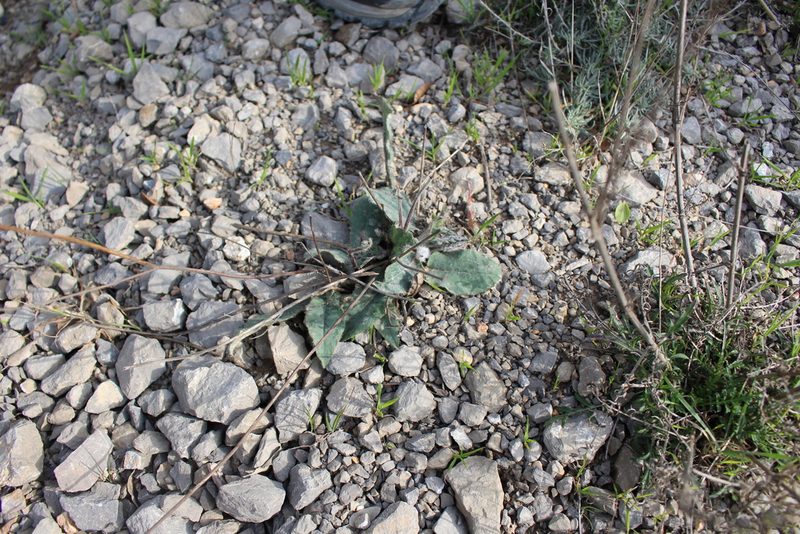 Hieracium glaucinum, photographed by Bastien Alegot