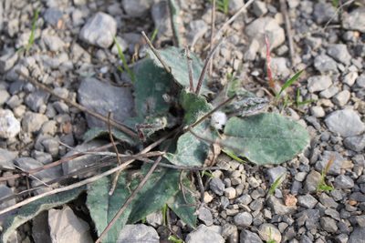 Hieracium glaucinum, photographed by Bastien Alegot