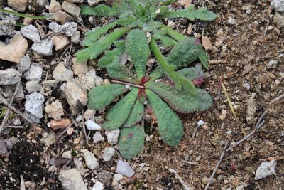 Limonium echioides, photographed by Bastien Alegot