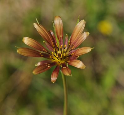 Tragopogon crocifolius, photographed by Todd Boland