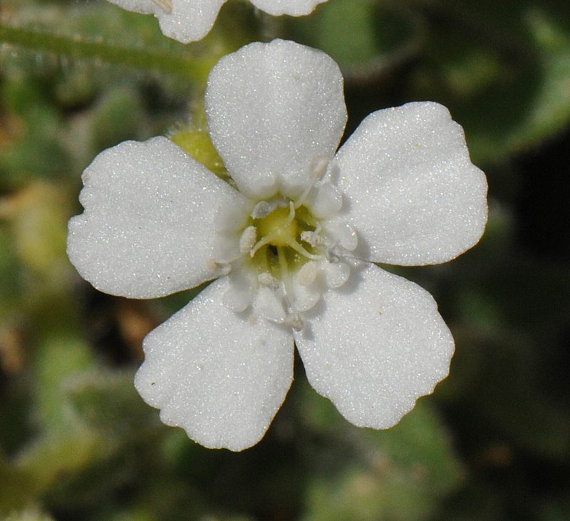 Heliosperma intonsum, photographed by Todd Boland