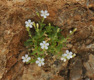 Heliosperma intonsum, photographed by Todd Boland