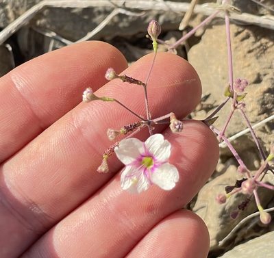 Boerhavia brandegeei, photographed by Bill Levine