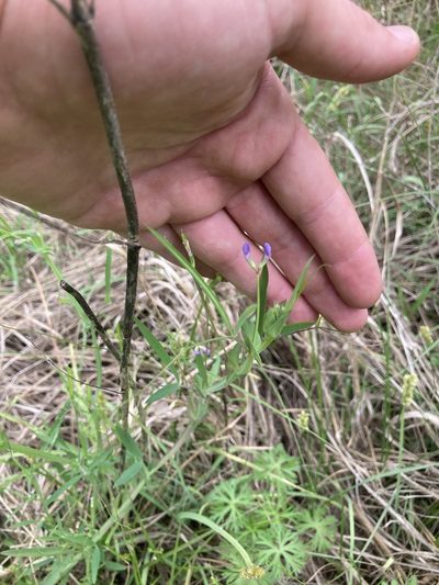 Lathyrus pusillus, photographed by John Michael