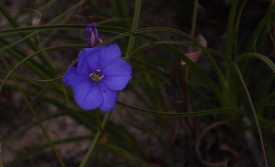 Aristea juncifolia, photographed by Tony Rebelo