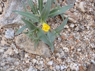 Camissoniopsis pallida, photographed by Steve Woodward