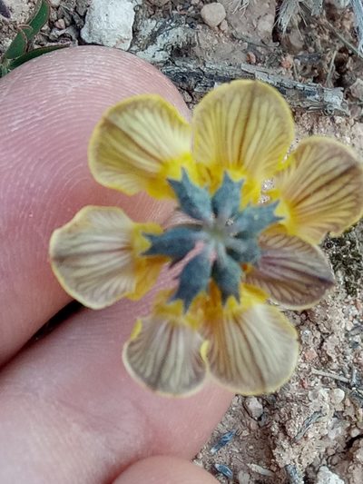 Hippocrepis atlantica, photographed by Karim Haddad