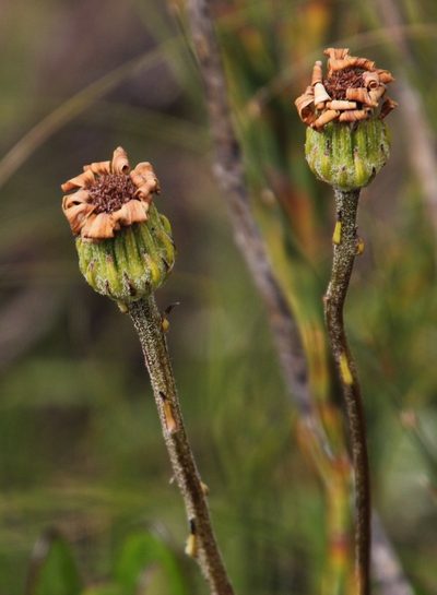 Capelio caledonica, photographed by Tony Rebelo