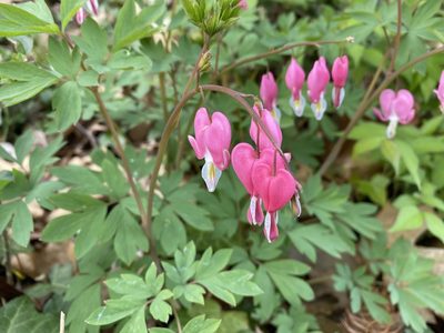 Lamprocapnos spectabilis, photographed by Brian O'Meara