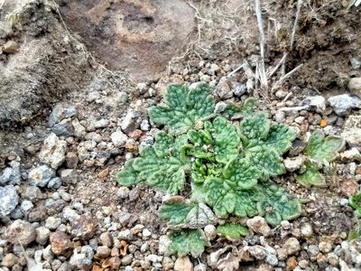 Ranunculus recens, photographed by John Barkla