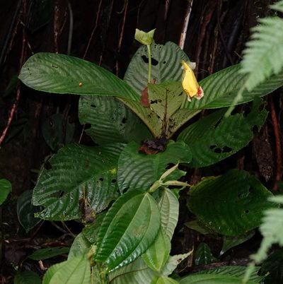 Gasteranthus delphinioides, photographed by desertnaturalist