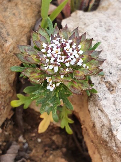 Iberis odorata, photographed by Mehdi Chetibi