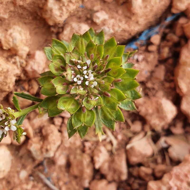 Iberis odorata, photographed by Mehdi Chetibi