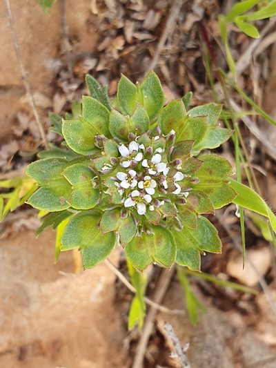 Iberis odorata, photographed by Mehdi Chetibi