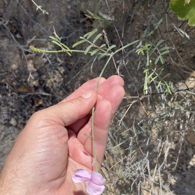 Tephrosia palmeri, photographed by Bill Levine