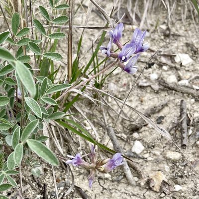 Astragalus lotiflorus, photographed by Jen