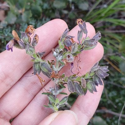 Salvia jordanii, photographed by Mehdi Chetibi