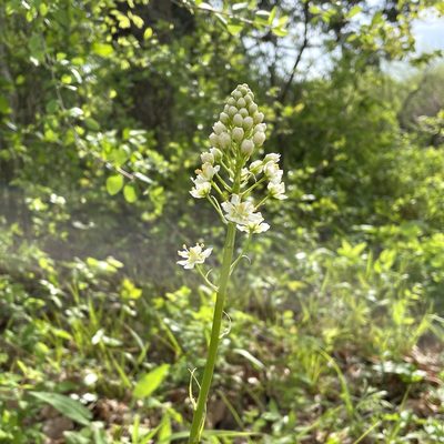 Toxicoscordion nuttallii, photographed by Jen